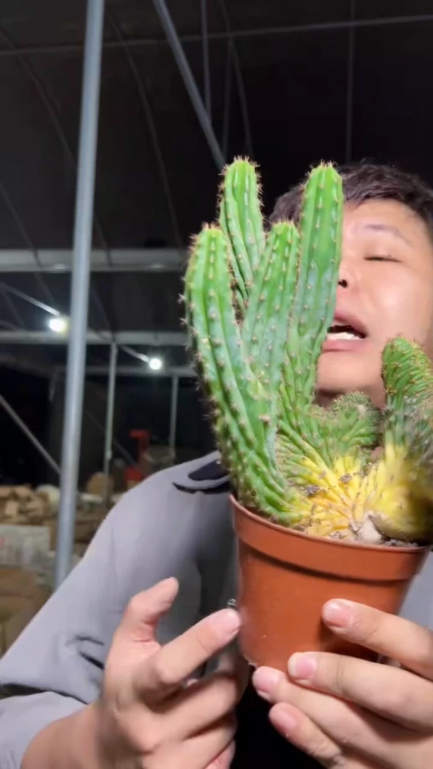 多闻柱 缀化锦【造型不指定】