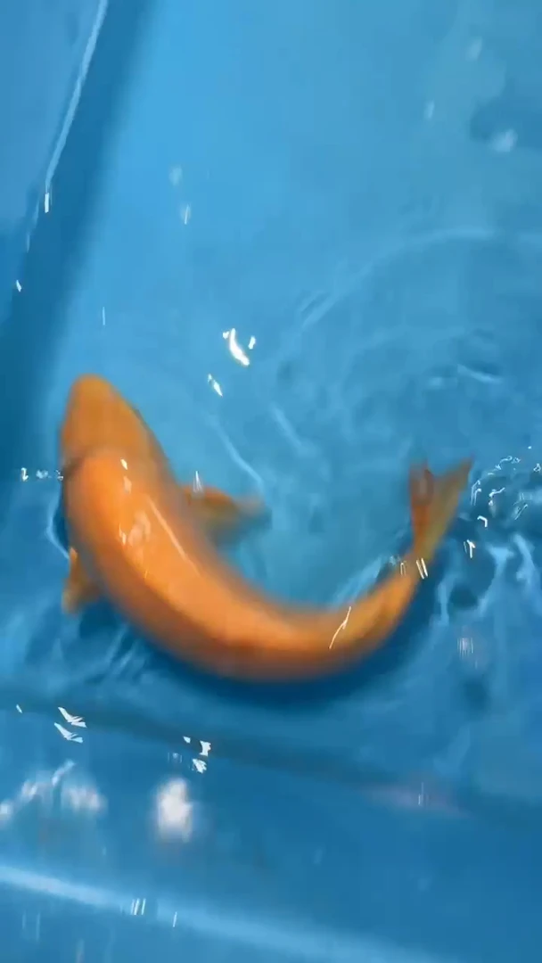 锦鲤锦鲤锦鲤八戒36cm-45cm不包邮到付 包损