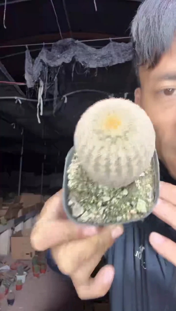 实生根金太阳一棵