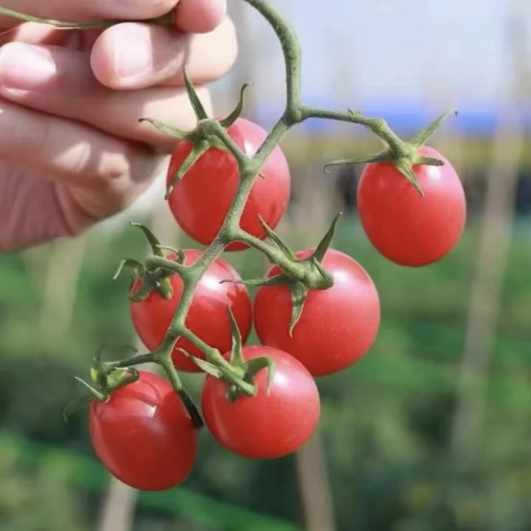 四川攀枝花露天种植千禧小番茄圣女果水果西红柿新鲜蔬菜坏果包赔