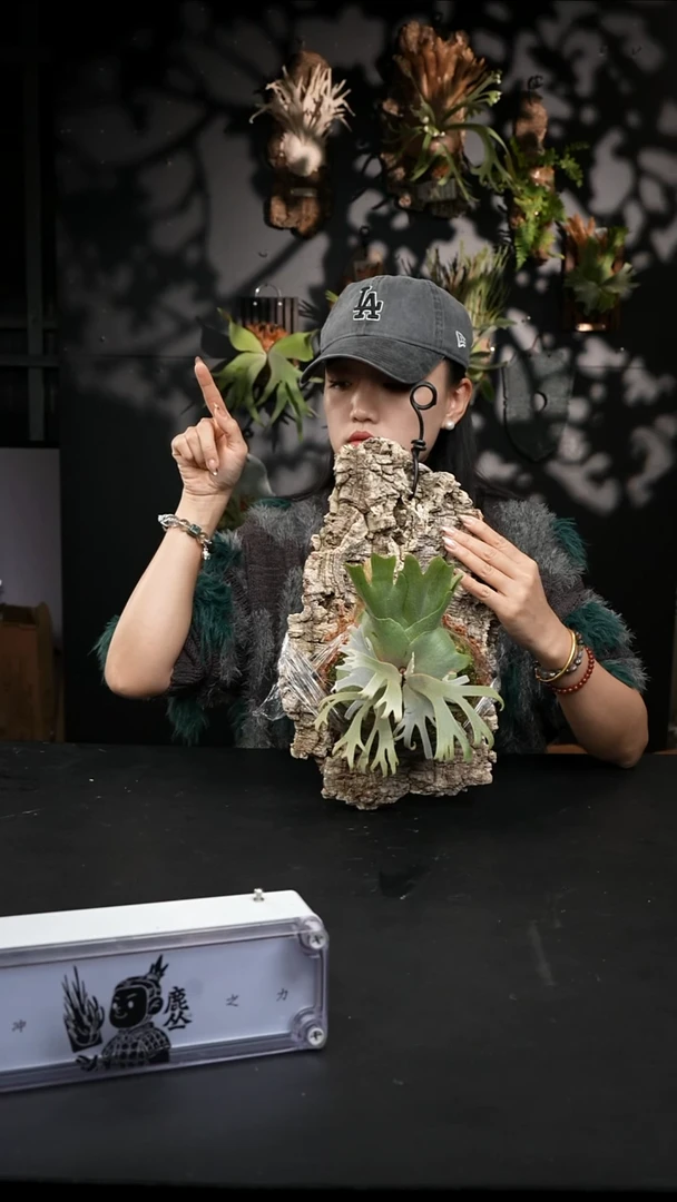 不开花植物LC1203-11 黄月*黄月塔苏塔