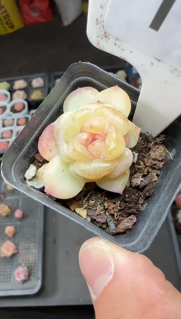 【闪购商品】一物一拍0223—1