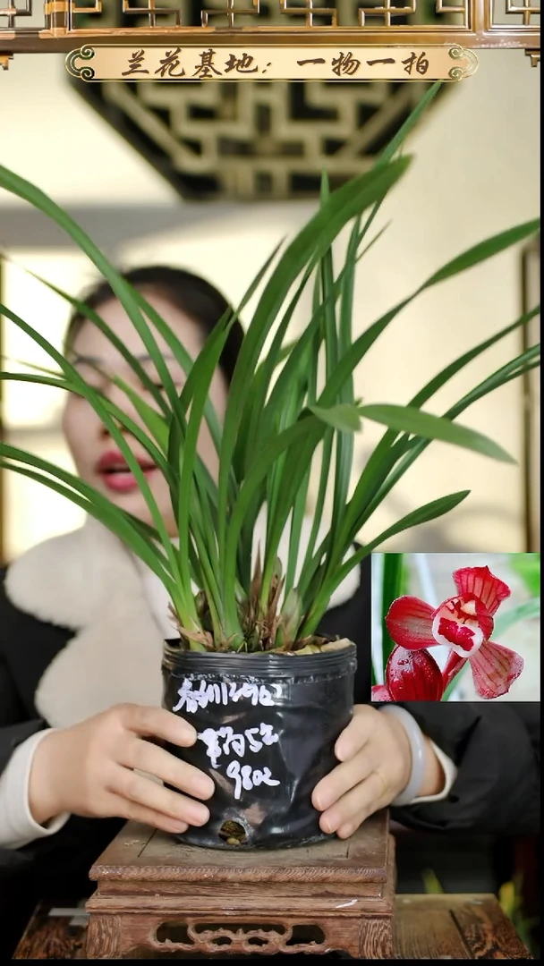 完全开放春剑红荷