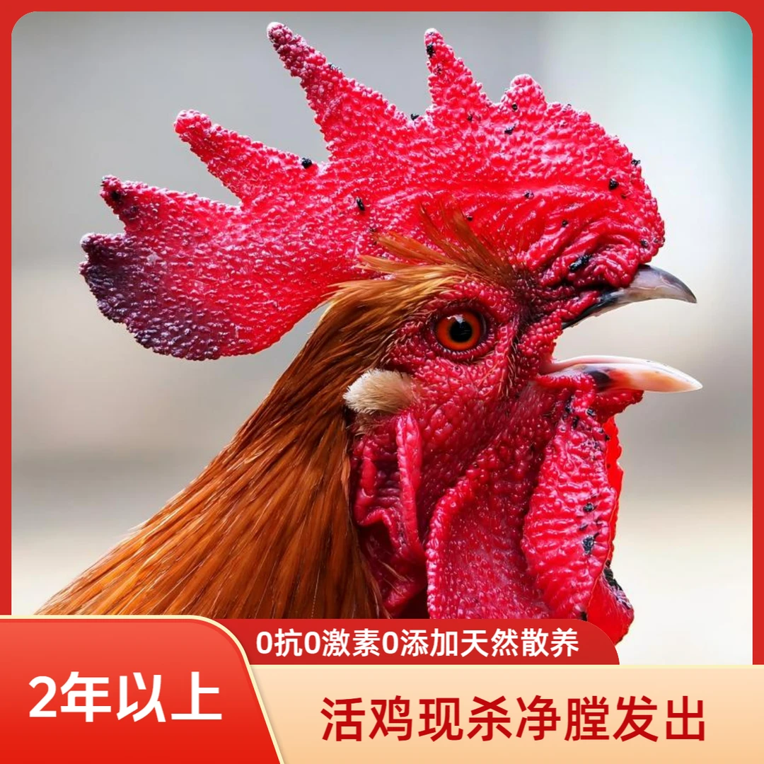 农家纯粮户外散养老公鸡2年以上
