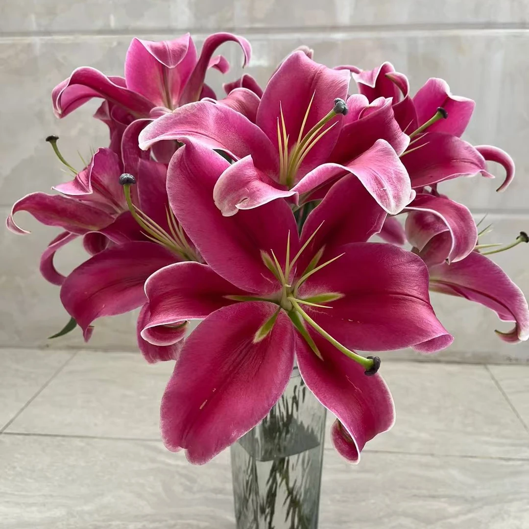 多头【中国红】单瓣百合栀子柠檬清香 夏天小清新 红色