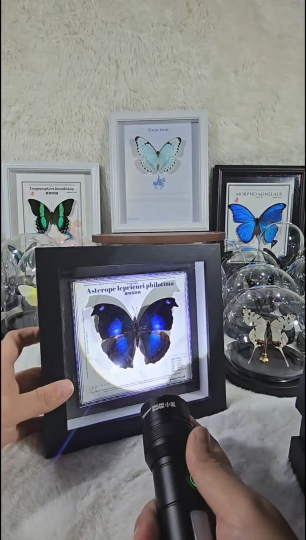 有机玻璃爱情鸟蛱蝶xu新款相框