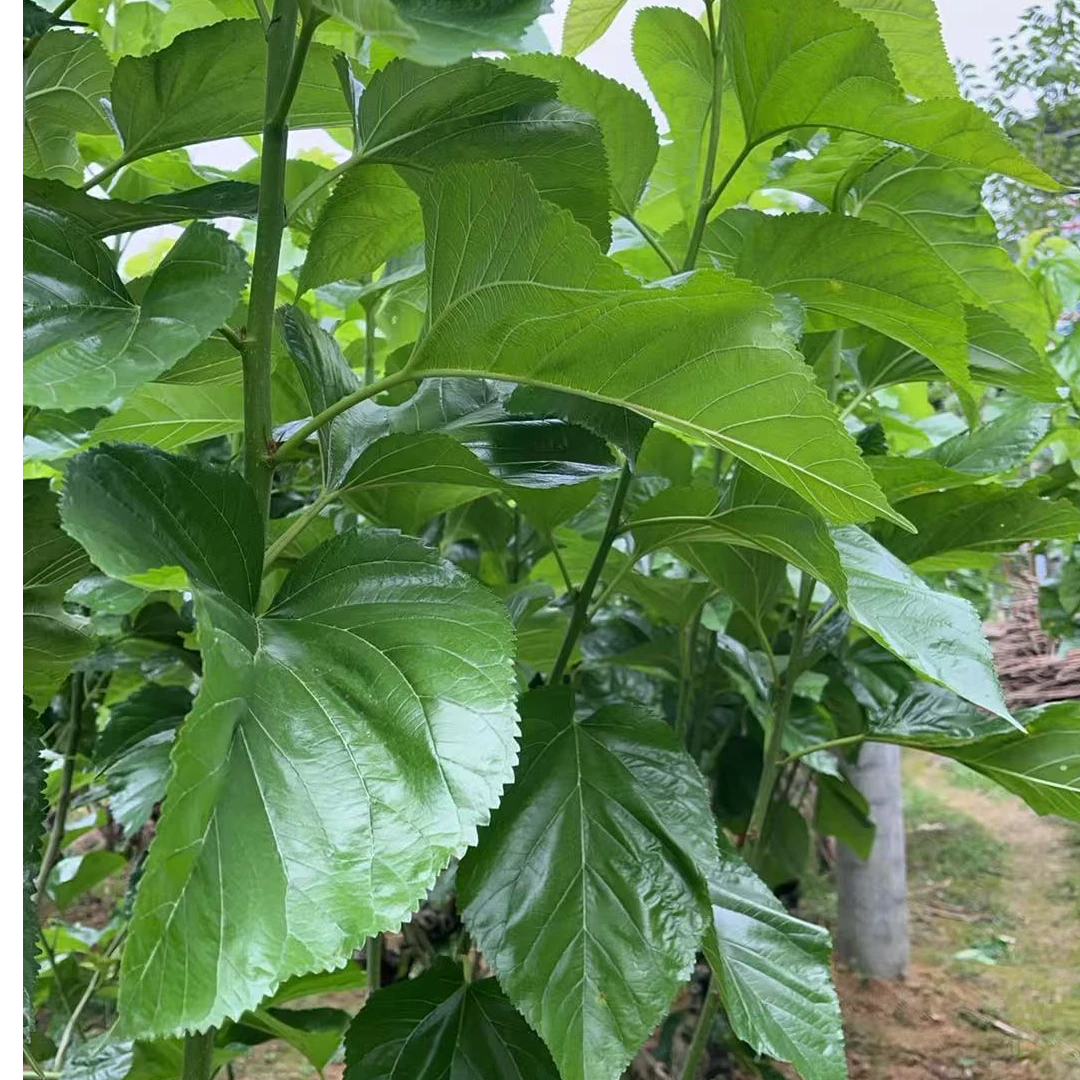 【新鲜桑叶】新鲜桑叶干桑叶喂蚕桑叶 桑叶包粑粑