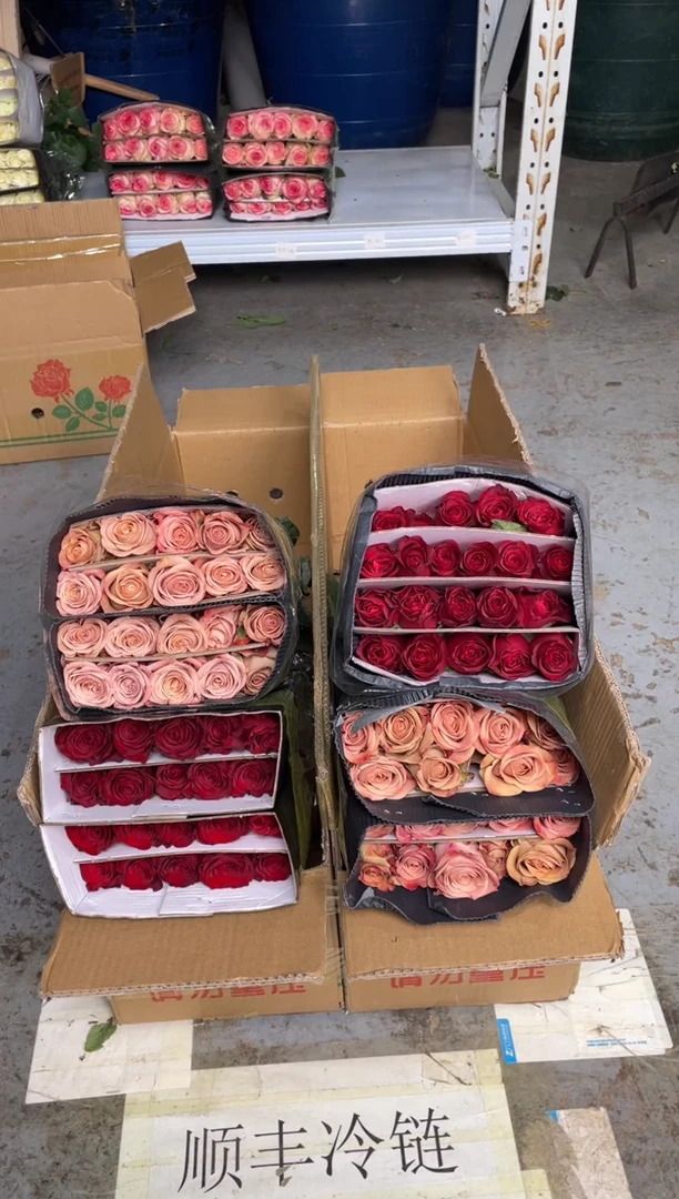 高原红20枝+卡布20枝