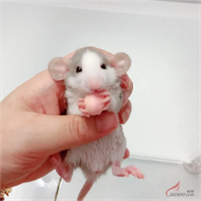 映棠飞象耳花枝鼠活体宠物亲人幼鼠暹罗幼崽哈士奇正脸家养温顺