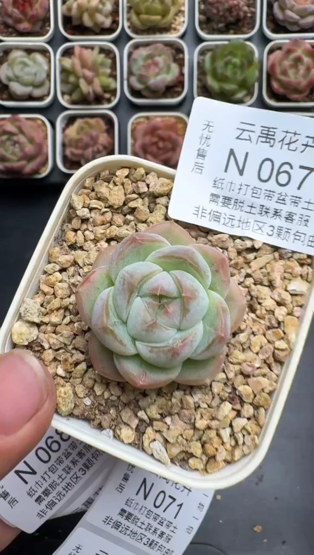 067N当天拍3颗包柚 带盆土发纸巾打包 云禹花卉 珍妮多肉植物