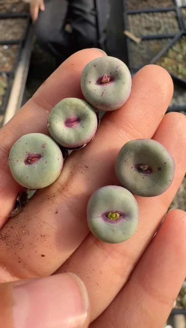 【天津专场】42多肉植物肉锥se一颗