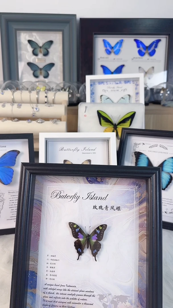 天然蝴蝶标本收藏