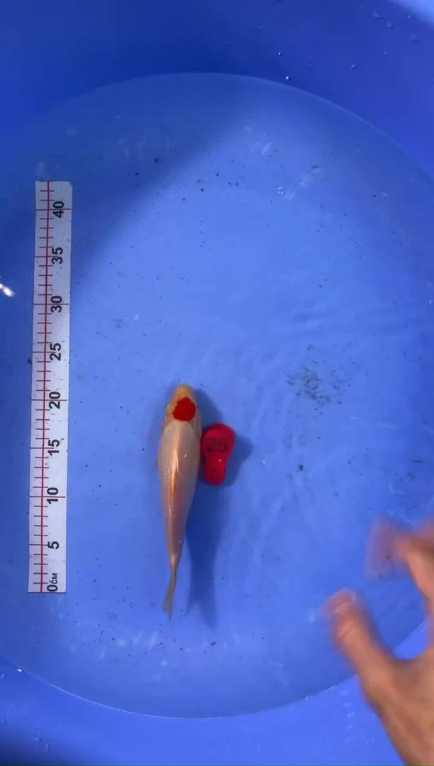 锦鲤活体二号链接