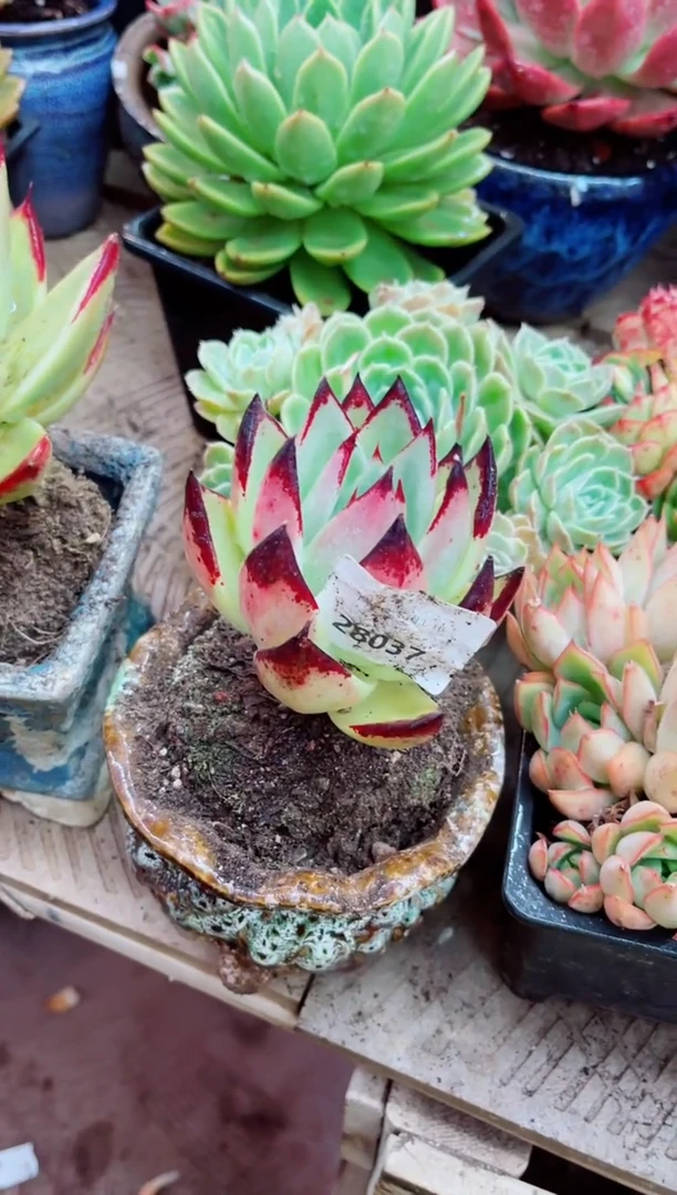 28037多肉植物一物一拍