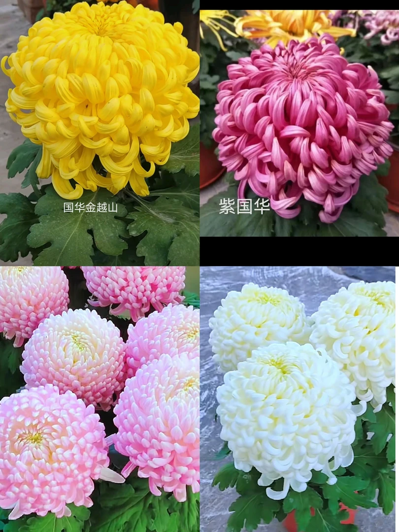 国华系列超大花8棵4品