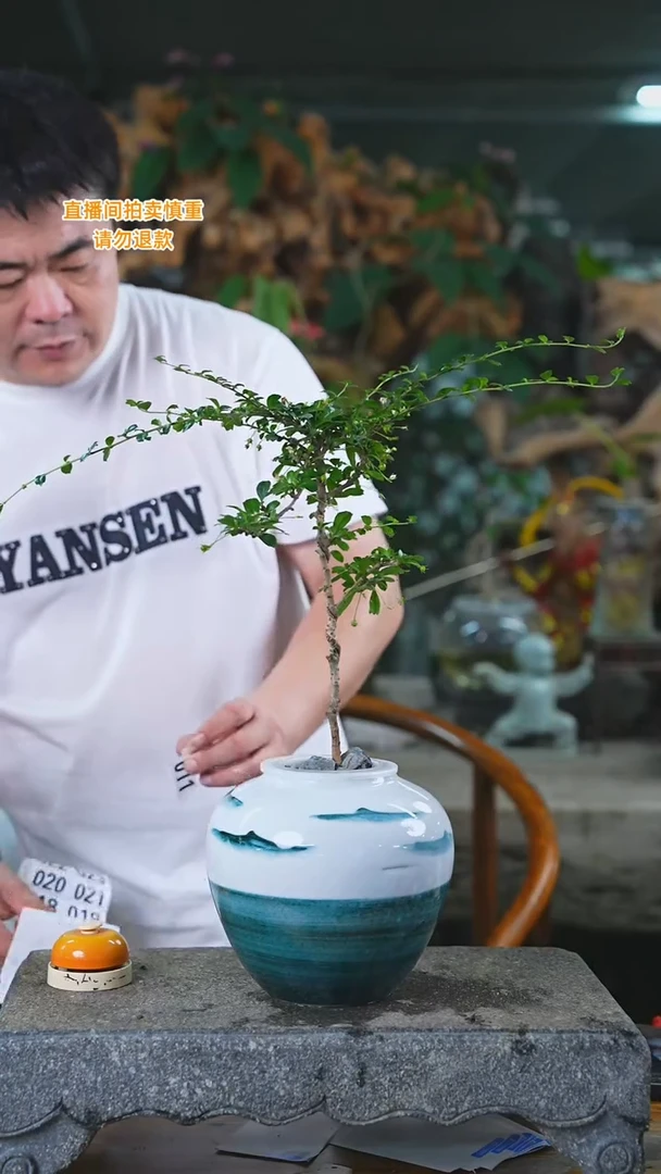 当前无花栽培后可以开花福建茶011+