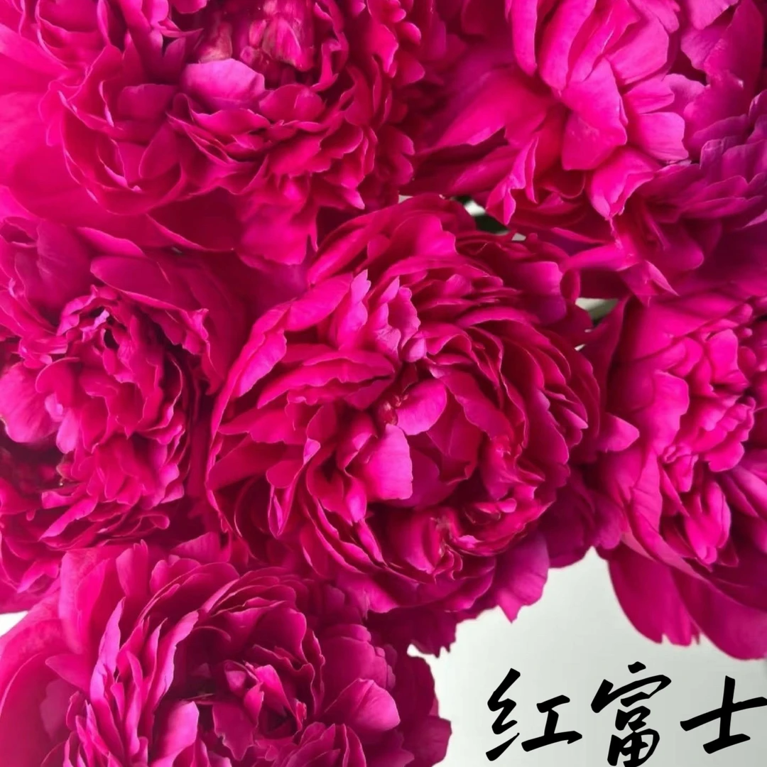 现货头茬【荷兰红】重瓣芍药鲜花，菏泽基地直发