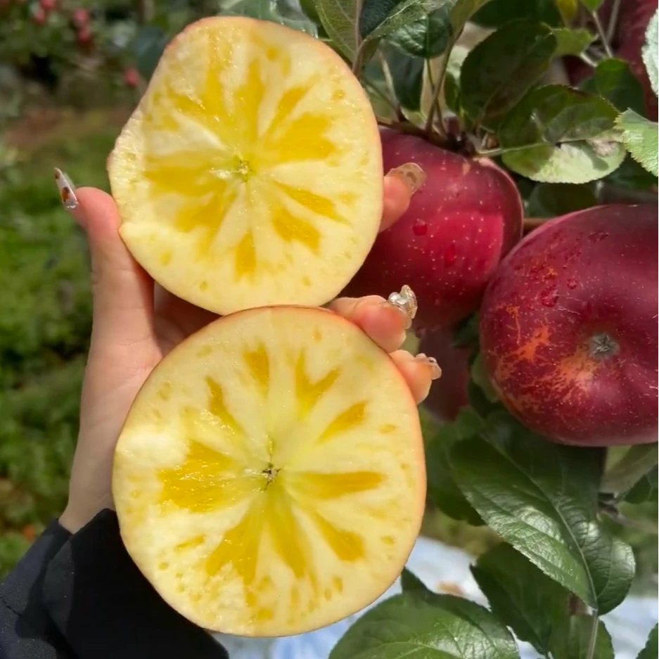 （京东快递）冰糖心丑苹果高山原生态脆甜应季苹果凉山产地脆甜年货