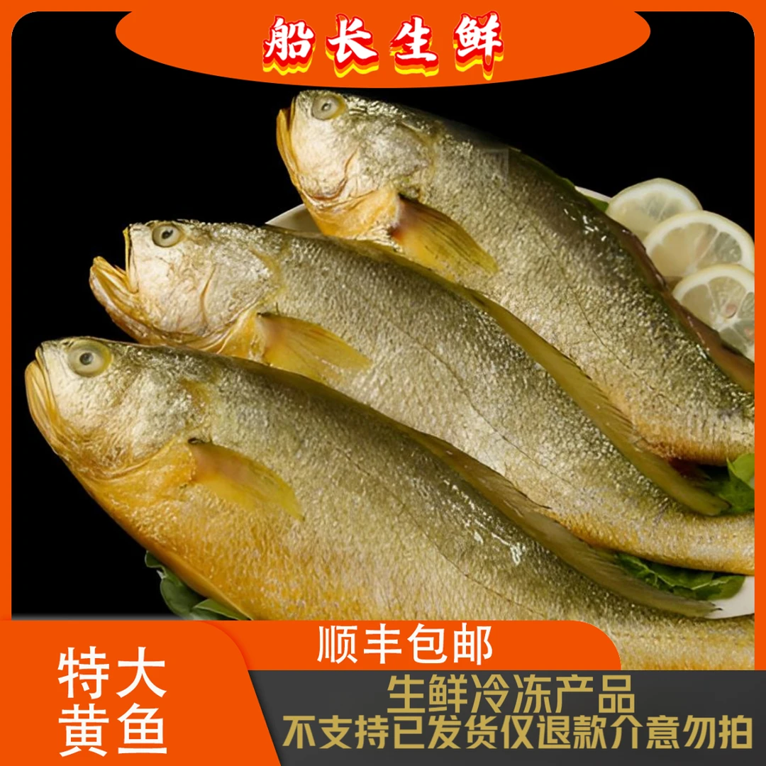 【船长生鲜】整条未处理黄鱼鲜嫩美味蒜瓣肉 肉多刺少