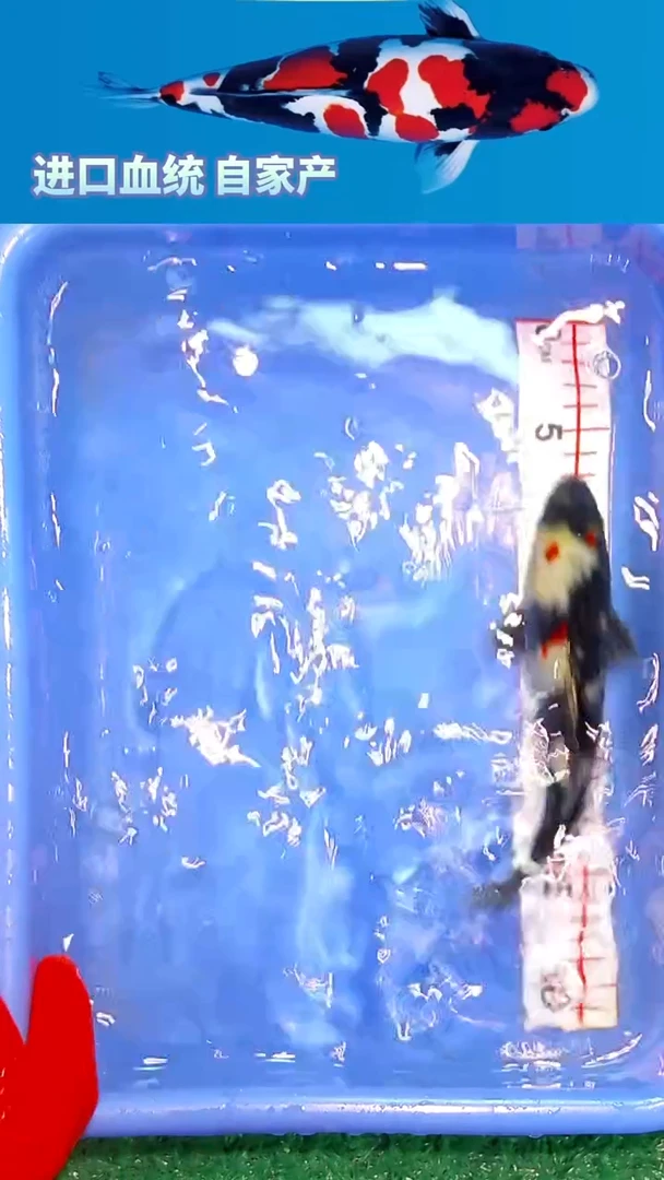 锦鲤福鲤源精选锦鲤--12