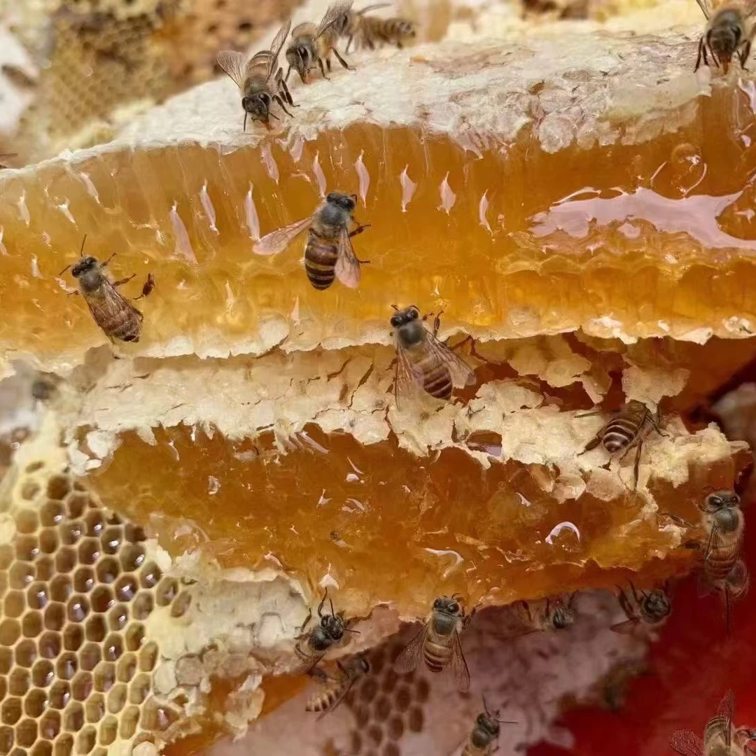 龙岩深山野花蜂蜜