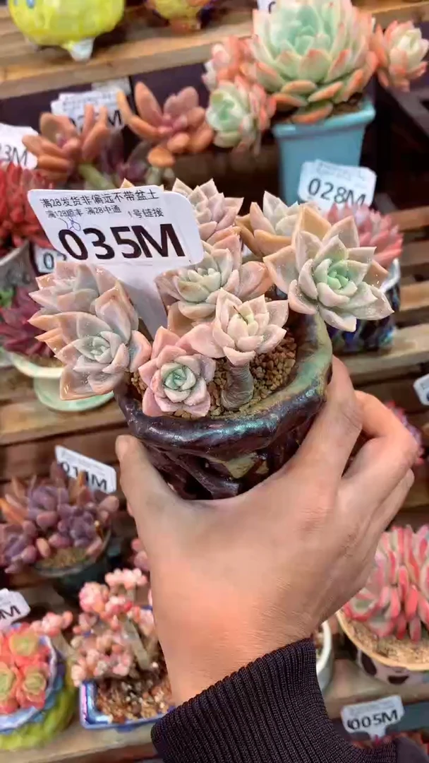 035M（一物一拍，精品多肉，所见即所得 ）