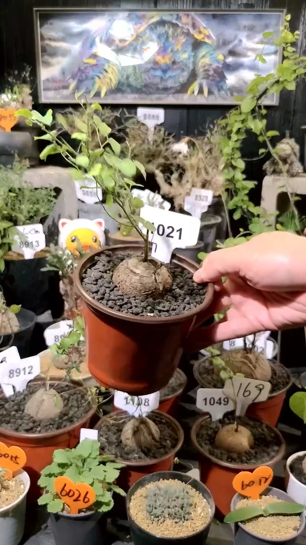 1021号1118甄选单颗南非龟甲龙