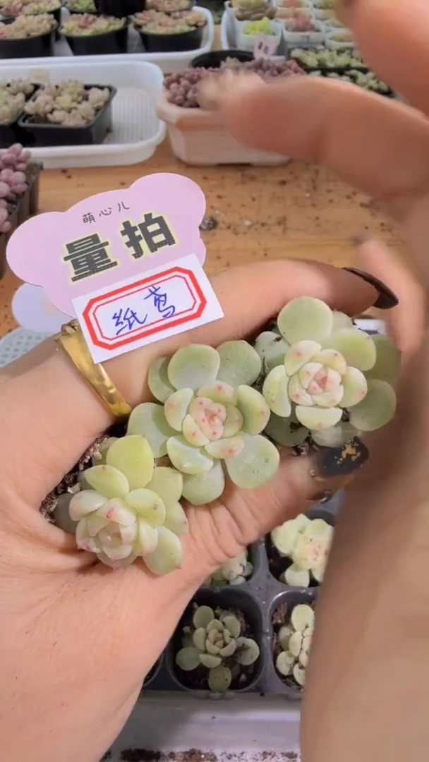 纸鸢单双混 3颗量拍混发 满9.9包邮