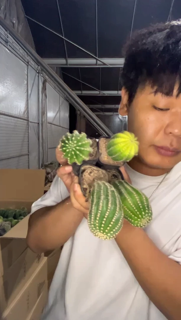 5颗 实生根 黑金刚