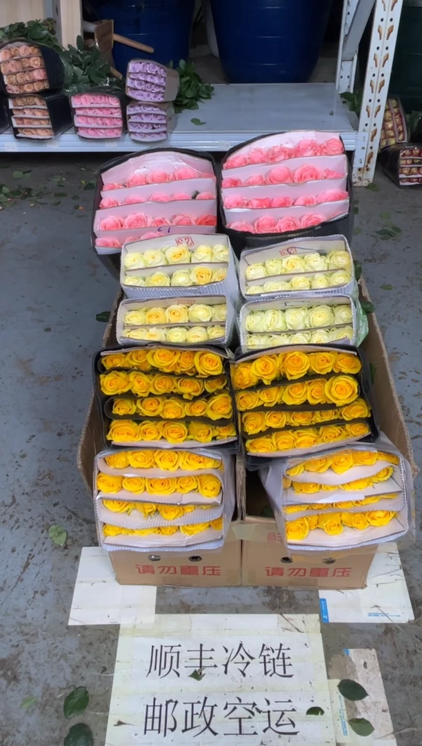 金枝20枝+契机20枝+奶油杯20枝+戴安娜20枝