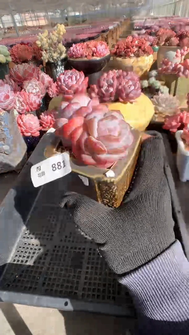 881星影一物一拍