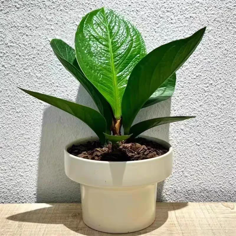 聚宝盆室内绿植，寓意特别好，室内养护