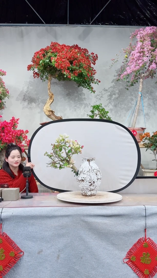 【闪购商品】盆景漳红樱