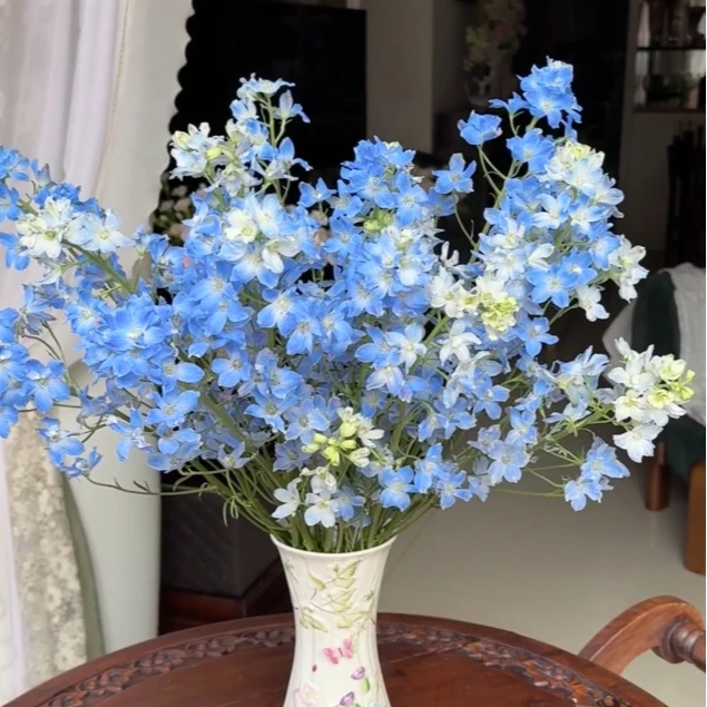 小飞燕一把（颜色随机发）+营养剂