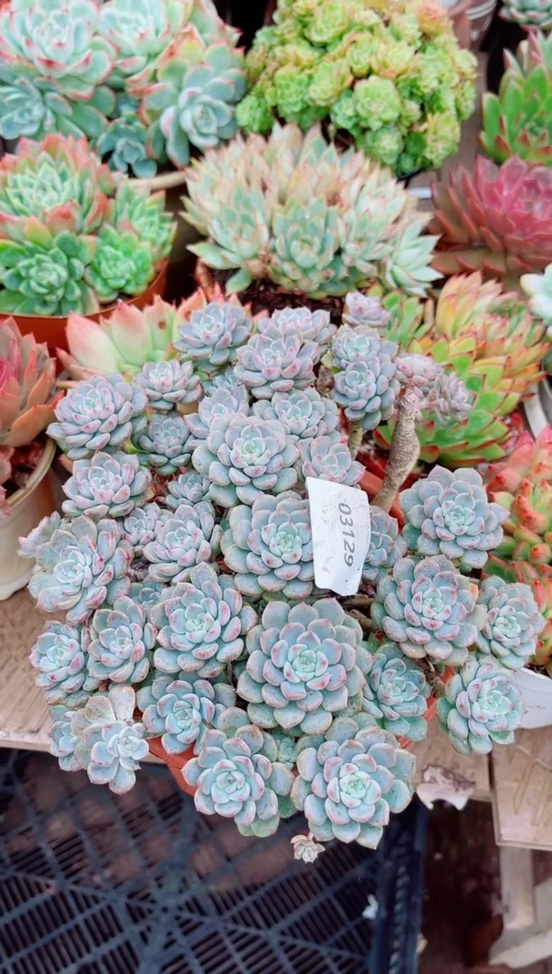 嚣****n多肉植物一物一拍03129