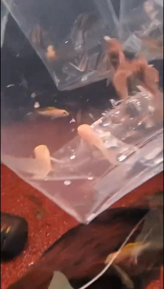 工具鱼A****l中通19号 长尾仙子青铜+白鼠仙子各两只尺寸3.5-4cm