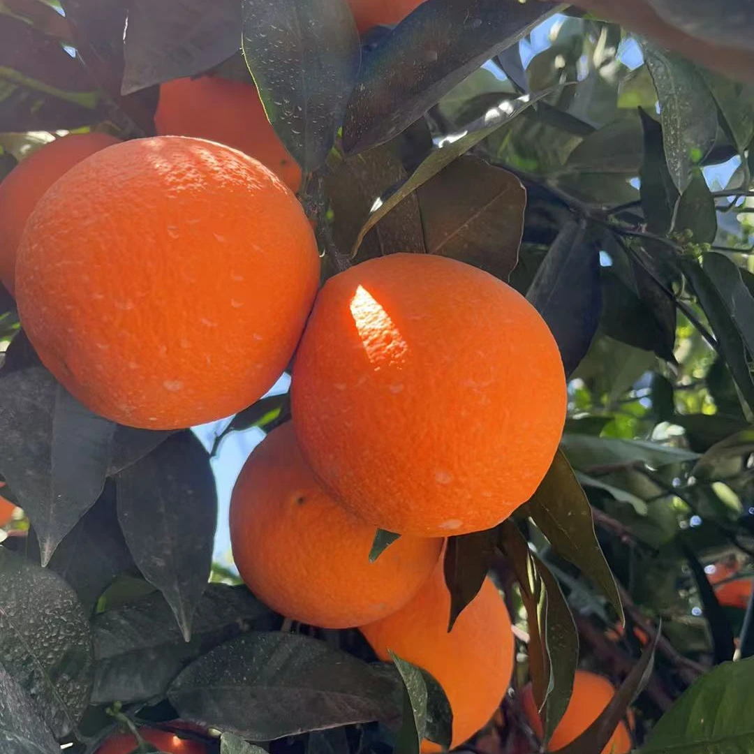 甘家风味秭归伦晚顺丰发货五斤大果正宗春橙细腻鲜甜