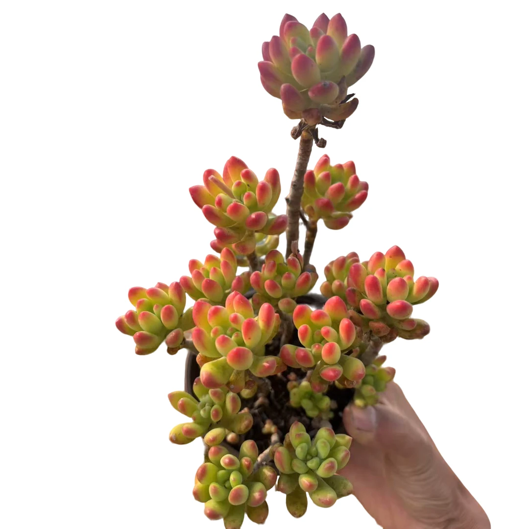 柠檬手指  多肉植物云南基地直发新手阳台办公室养护18包邮发