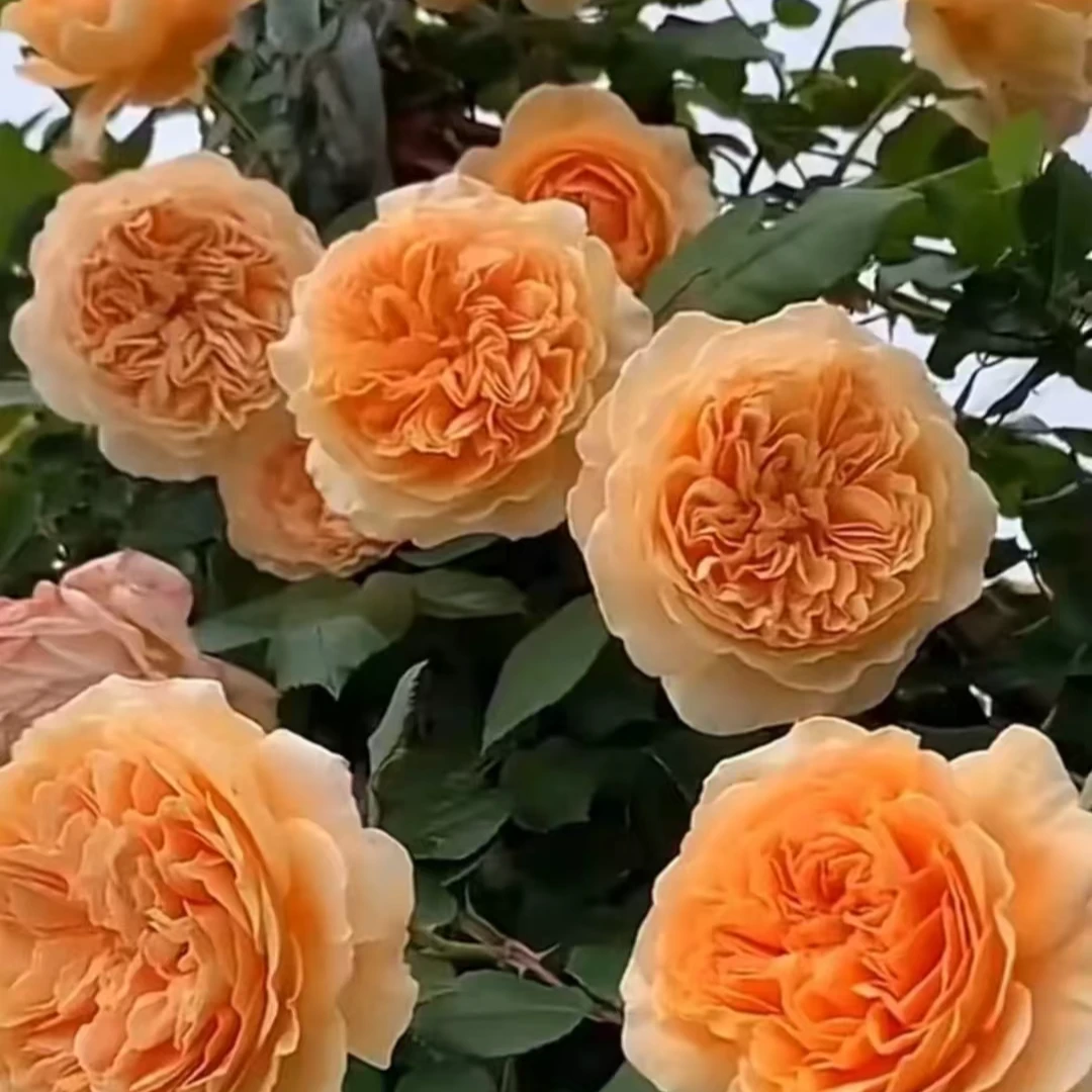 （京东快递包邮）王妃大花浓香型爬藤月季花