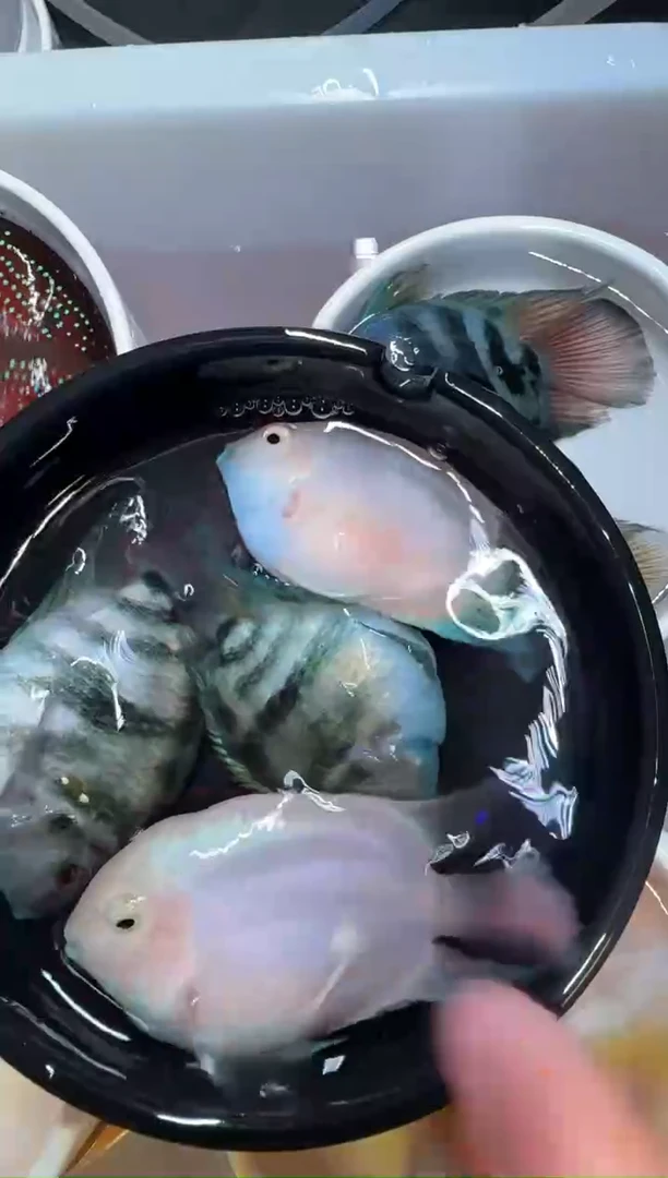 鹦鹉鱼宝蓝一对胭脂粉一对