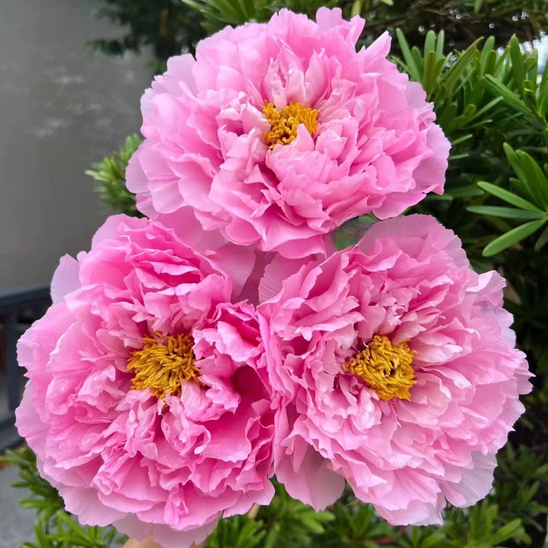 【菏泽牡丹园】银红巧对 精品牡丹对版发货 中秋节前后发苗