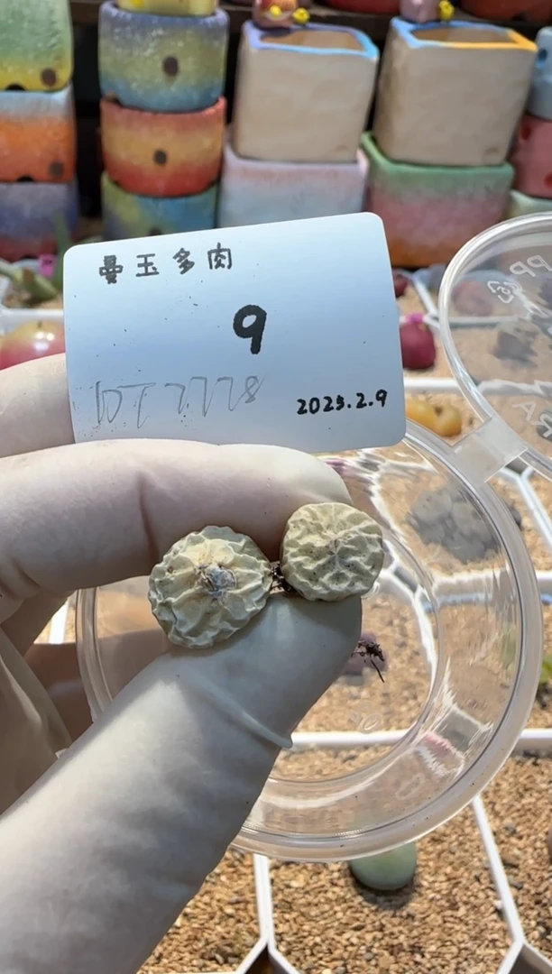 【闪购商品】25..2.9-09有歌长吟