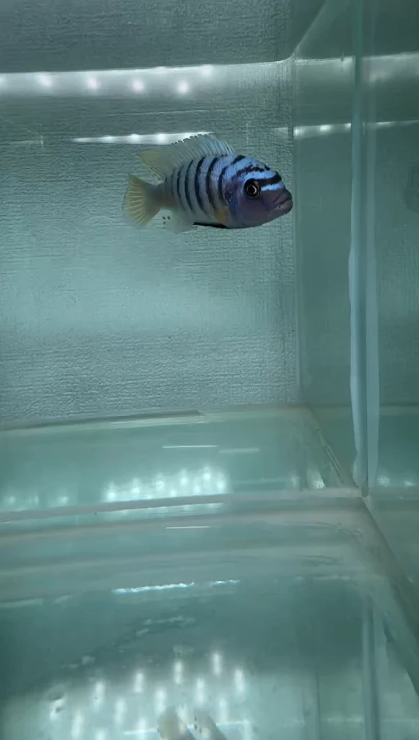 慈鲷鱼三湖慈鲷包子斑马