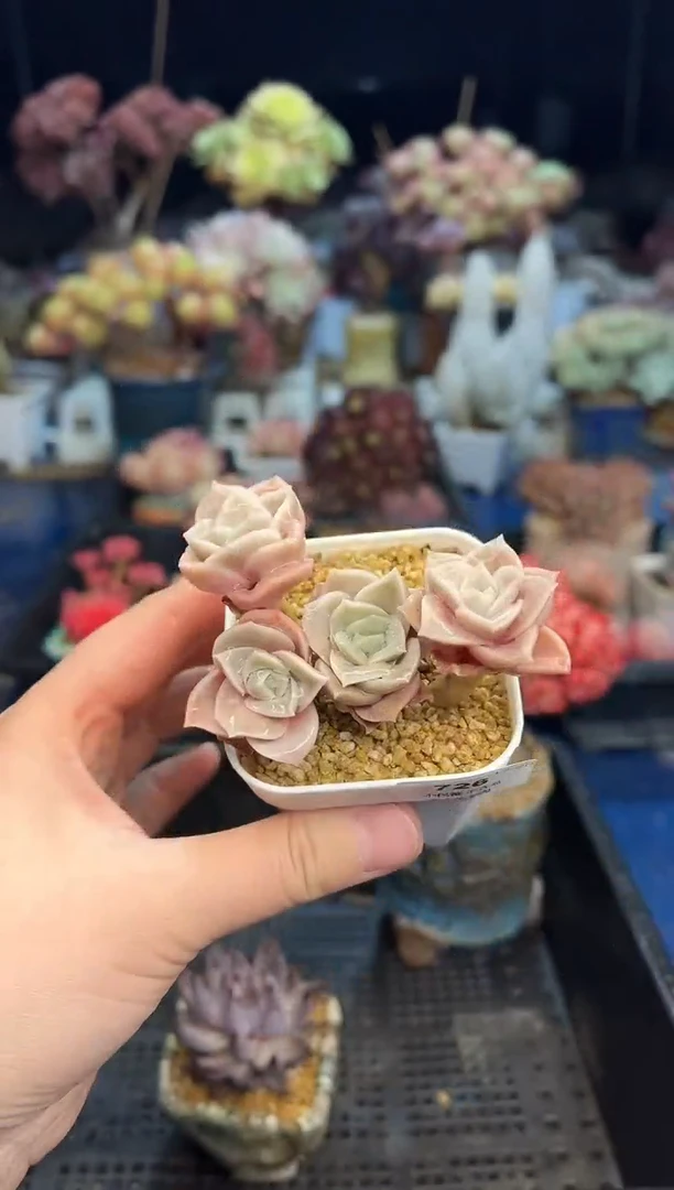 【闪购商品】726不带盆