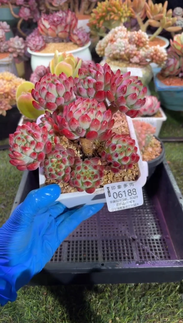 【闪购商品】06188