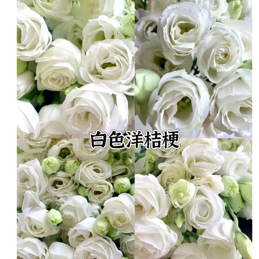 【新疆包邮】洋桔梗鲜花一把500克到800克