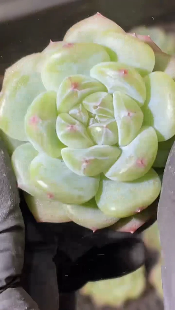 闪购1870  超级灯2025多肉一颗 3-4厘米