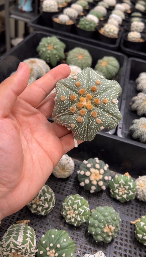 双腿六芒星实生根星兜仙人球编码