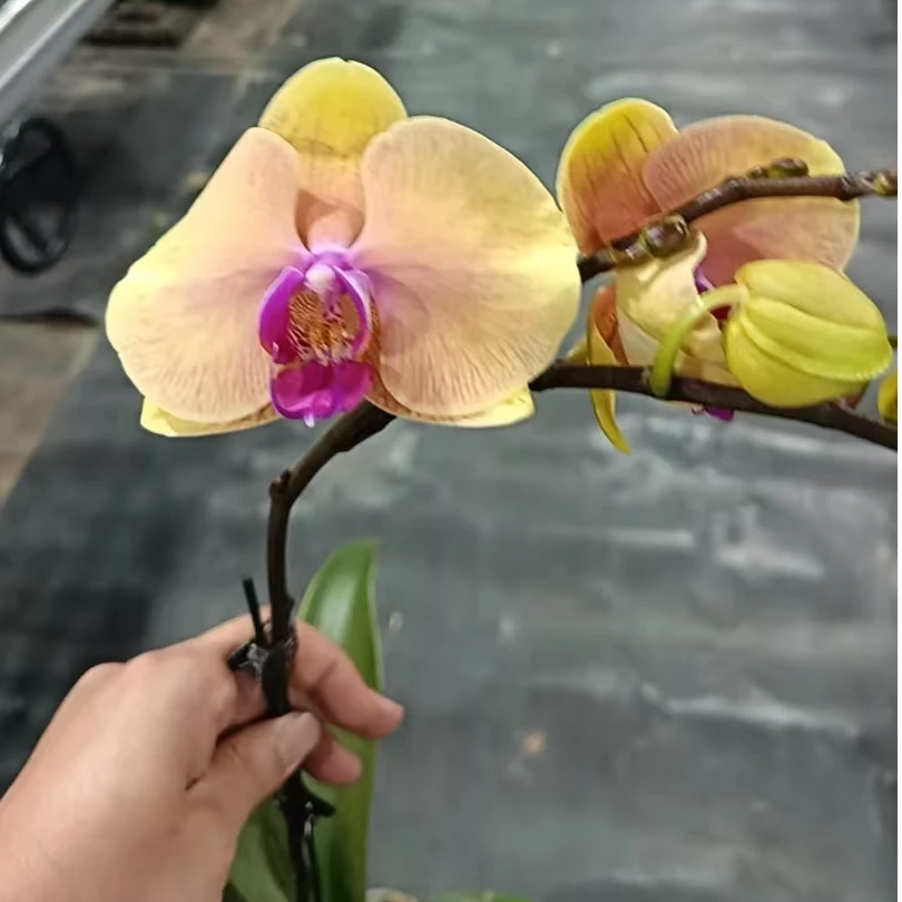 蝴蝶兰【圆舞曲】微瑕昆明直发