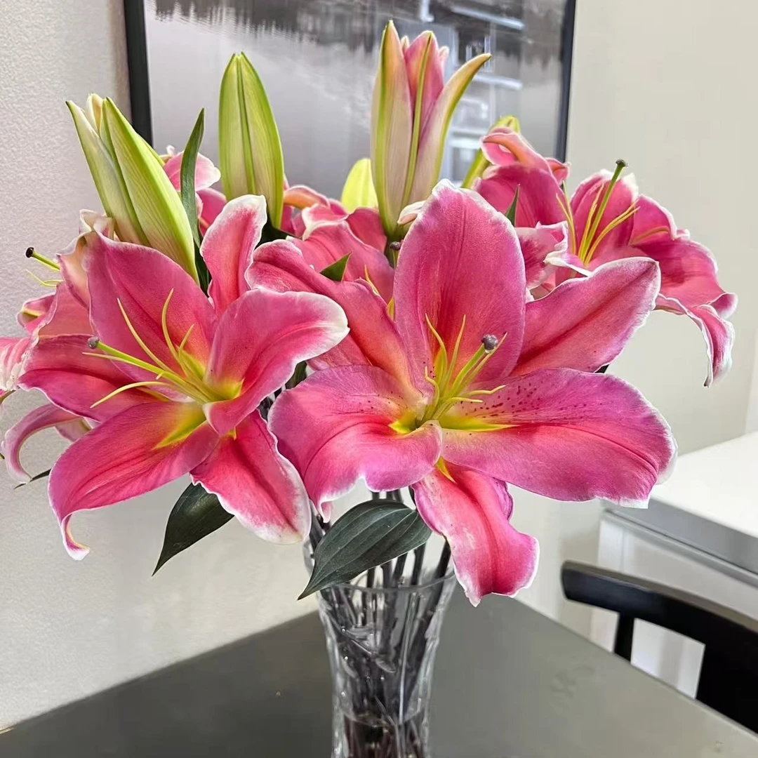 特红-香水百合·一单包邮·鲜花冷链运输·基地直发